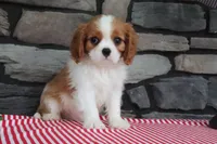 Douglas, a female Cavalier King Charles Spaniel for sale in Charm, OH – 1 of 5