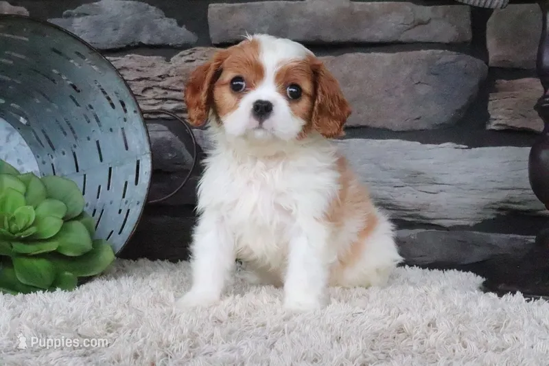 Teddy – Cavalier King Charles Spaniel puppy for sale in Charm, OH