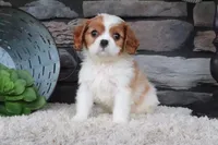 Teddy, a male Cavalier King Charles Spaniel for sale in Charm, OH – 1 of 4