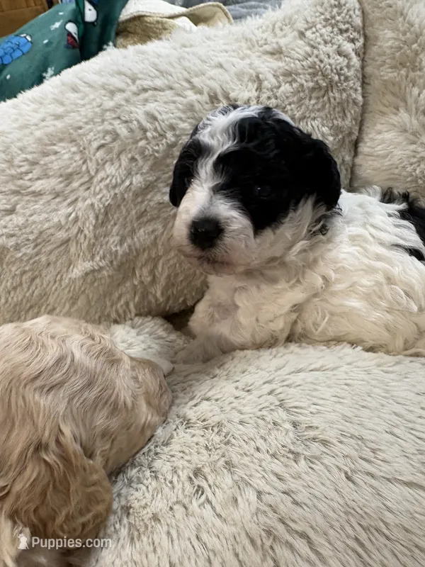 Sheriff Rosco P Coltrane – Poodle - Toy  puppy for sale in Pinewood, SC