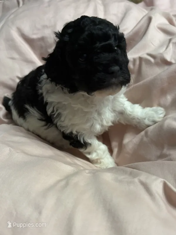 Miz Tisdale  – Poodle - Toy  puppy for sale in Pinewood, SC
