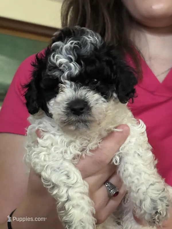 Sheriff Rosco P Coltrane – Poodle - Toy  puppy for sale in Pinewood, SC