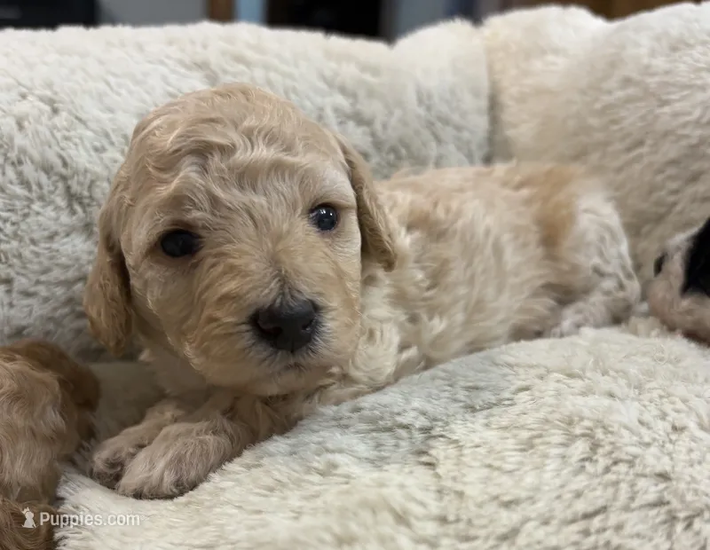 Bo Duke  – Poodle - Toy  puppy for sale in Pinewood, SC