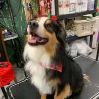 Bear, a male Miniature Australian Shepherd for sale in Pinewood, SC – 3 of 3