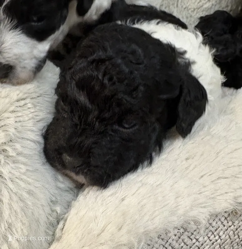 Miz Tisdale  – Poodle - Toy  puppy for sale in Pinewood, SC