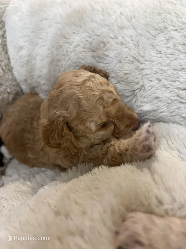 Daisy Duke  – Poodle - Toy  puppy for sale in Pinewood, SC