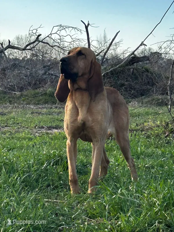 June Carter – Bloodhound puppy for sale in Pinewood, SC