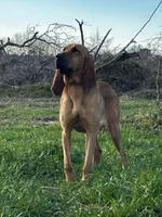 June Carter, a female Bloodhound for sale in Pinewood, SC – 1 of 2