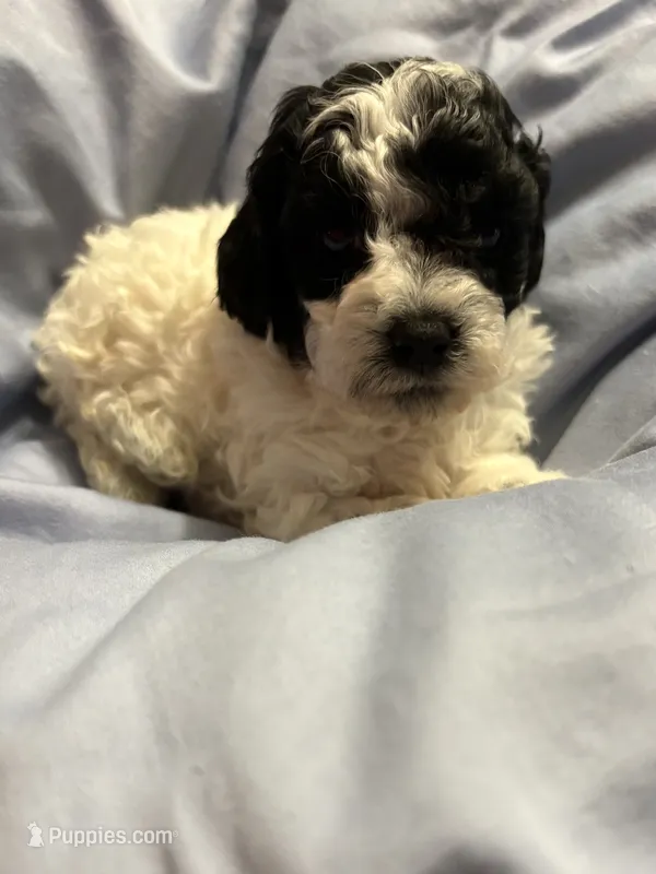 Sheriff Rosco P Coltrane – Poodle - Toy  puppy for sale in Pinewood, SC