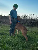 June Carter, a female Bloodhound for sale in Pinewood, SC – 2 of 2