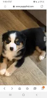 Bear, a male Miniature Australian Shepherd for sale in Pinewood, SC – 2 of 3