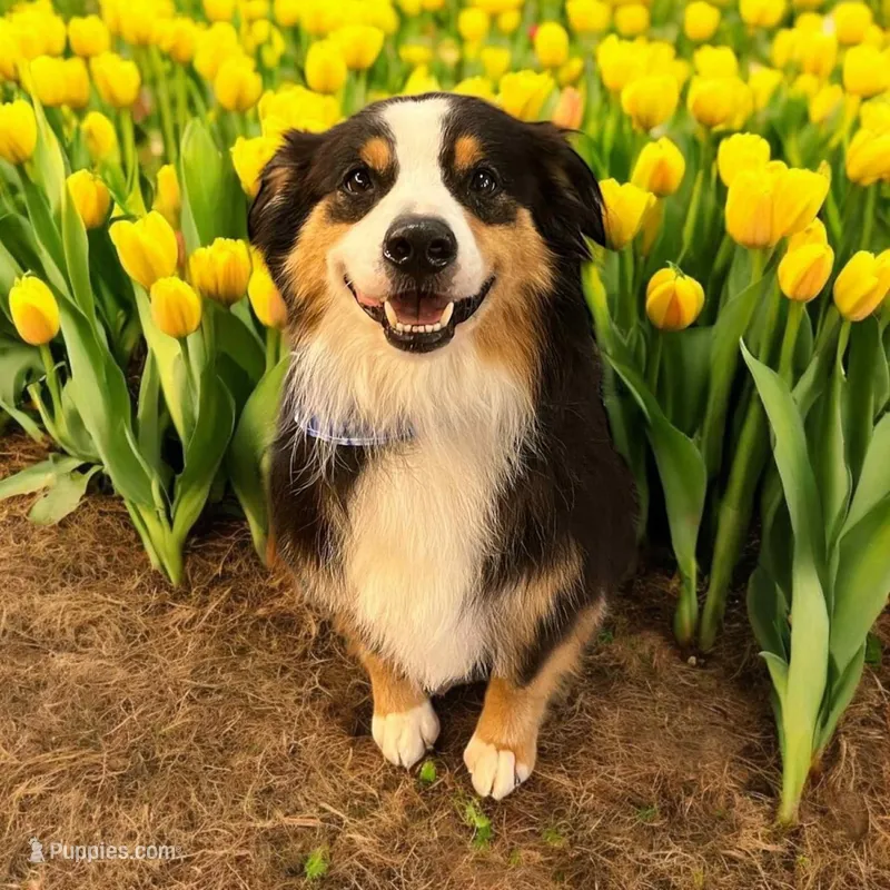 Bear – Miniature Australian Shepherd puppy for sale in Pinewood, SC