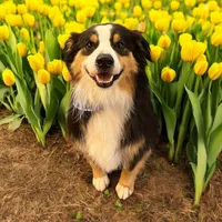 Bear, a male Miniature Australian Shepherd for sale in Pinewood, SC – 1 of 3