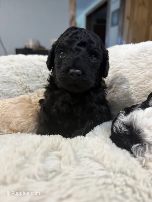 Luke Duke  – Poodle - Toy  puppy for sale in Pinewood, SC