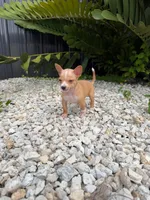 Teacup Chihuahua Puppy, a male Chihuahua for sale in Lehigh Acres, FL – 3 of 3