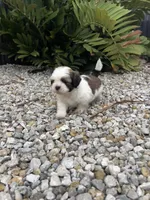 Shih Tzu , a male Shih Tzu for sale in Lehigh Acres, FL – 1 of 1