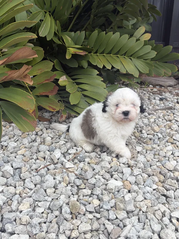 Shih Tzu  – Shih Tzu puppy for sale in Lehigh Acres, FL