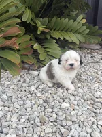 Shih Tzu , a male Shih Tzu for sale in Lehigh Acres, FL – 1 of 1