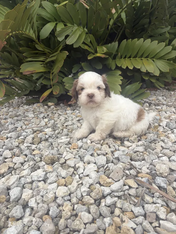 Shih Tzu  – Shih Tzu puppy for sale in Lehigh Acres, FL