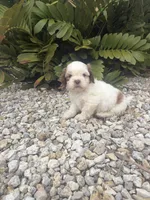 Shih Tzu , a male Shih Tzu for sale in Lehigh Acres, FL – 1 of 1
