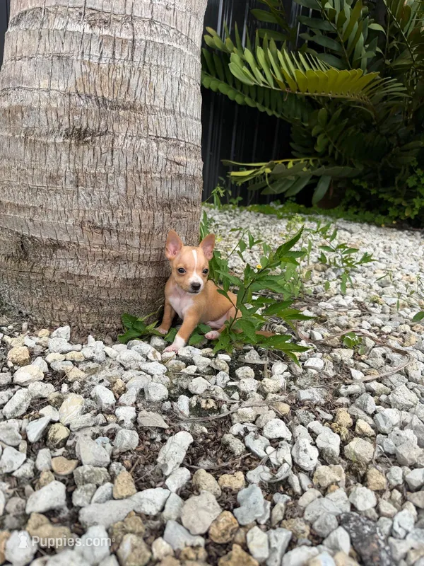Teacup Chihuahua Puppy – Chihuahua puppy for sale in Lehigh Acres, FL