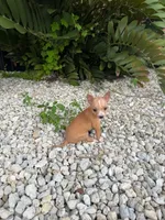 Teacup Chihuahua Puppy, a male Chihuahua for sale in Lehigh Acres, FL – 2 of 3