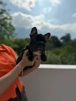 Mark, a male French Bulldog for sale in Dallas, TX – 2 of 8