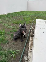 Mark, a male French Bulldog for sale in Dallas, TX – 7 of 8