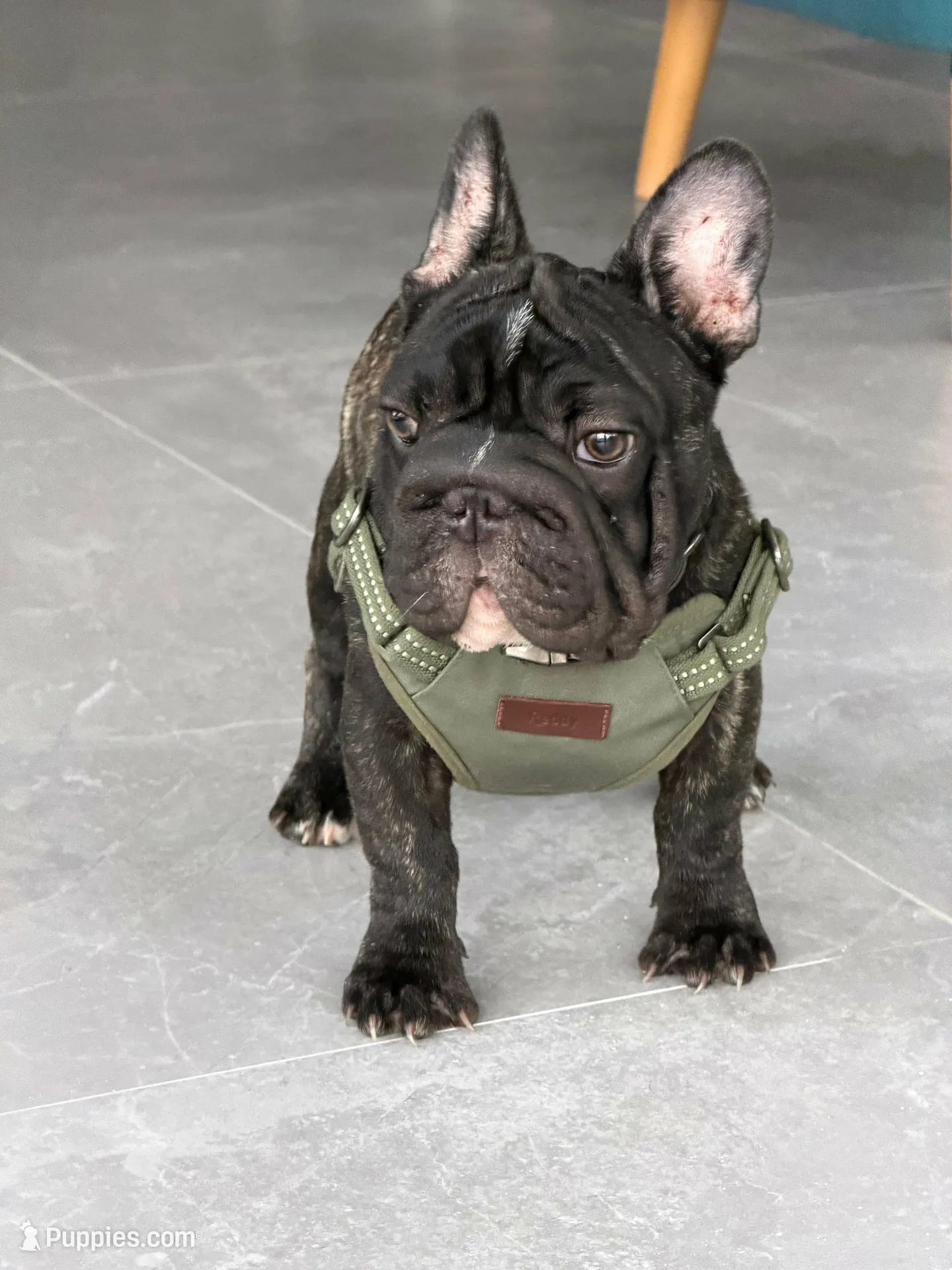 Mark, a male French Bulldog for sale in Dallas, TX – 1 of 8