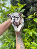 Amy , a female French Bulldog for sale in Dallas, TX – 2 of 3