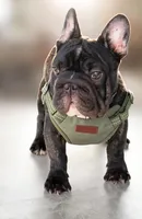 Mark, a male French Bulldog for sale in Dallas, TX – 4 of 8