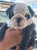 Panda , a male English Bulldog for sale in Dallas, TX – 2 of 3