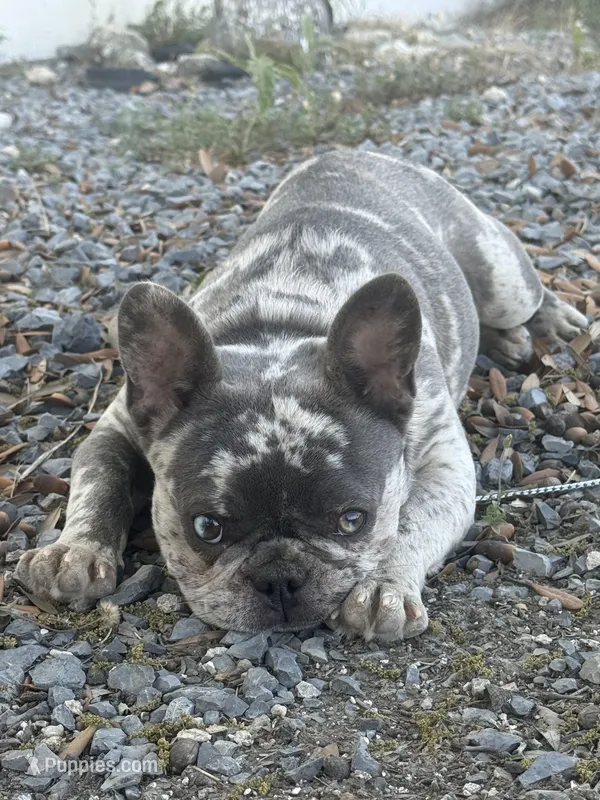 Diego – French Bulldog puppy for sale in Dallas, TX