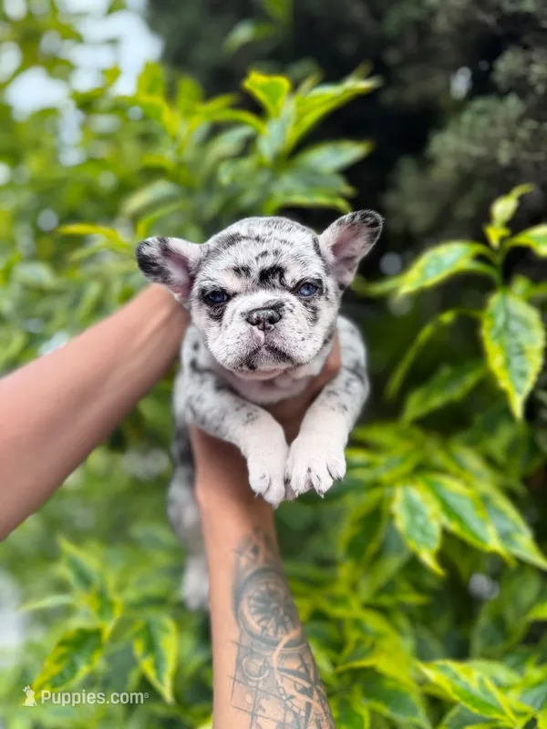 Amy  – French Bulldog puppy for sale in Dallas, TX