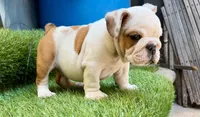 Milo , a male English Bulldog for sale in Dallas, TX – 2 of 3