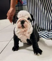 Panda , a male English Bulldog for sale in Dallas, TX – 3 of 3