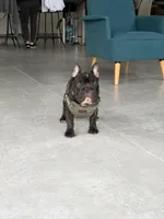 Mark, a male French Bulldog for sale in Dallas, TX – 8 of 8
