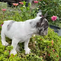 Teddy, a male French Bulldog for sale in Dallas, TX – 2 of 3