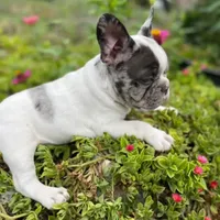 Teddy, a male French Bulldog for sale in Dallas, TX – 1 of 3