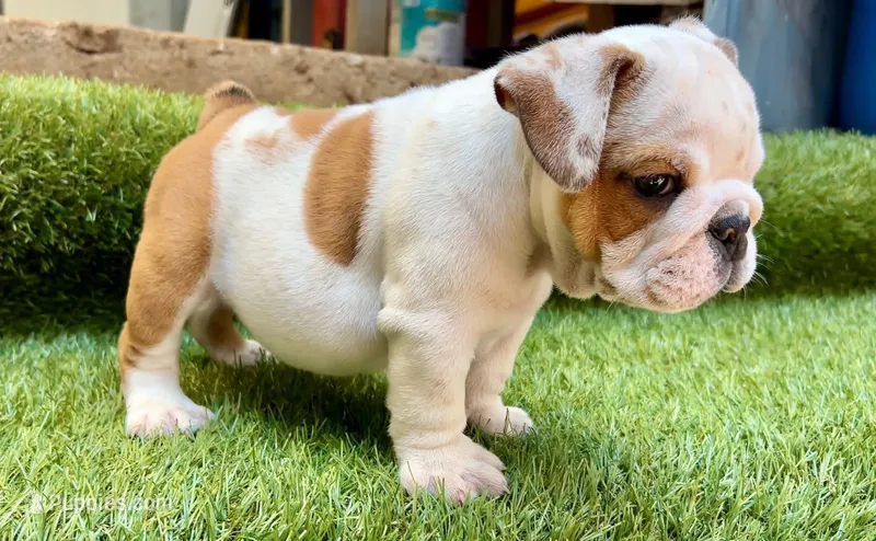 Milo  – English Bulldog puppy for sale in Dallas, TX