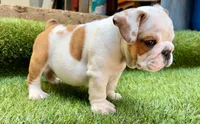 Milo , a male English Bulldog for sale in Dallas, TX – 1 of 3