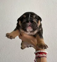 Gema, a female English Bulldog for sale in Dallas, TX – Photo 2 of 4