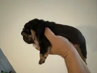 Gema, a female English Bulldog for sale in Dallas, TX – Photo 3 of 4