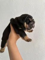 Gema, a female English Bulldog for sale in Dallas, TX – Photo 4 of 4