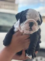 Panda , a male English Bulldog for sale in Dallas, TX – 1 of 3