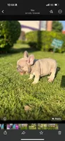 Aurum, a male French Bulldog for sale in Dallas, TX – Photo 1 of 5