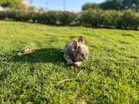 Aurum, a male French Bulldog for sale in Dallas, TX – Photo 2 of 5