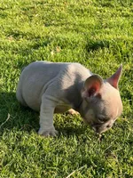 Aurum, a male French Bulldog for sale in Dallas, TX – Photo 3 of 5
