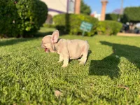 Aurum, a male French Bulldog for sale in Dallas, TX – Photo 5 of 5