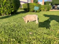 Aurum, a male French Bulldog for sale in Dallas, TX – Photo 4 of 5